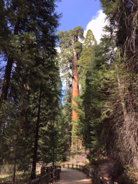 sequoia tree