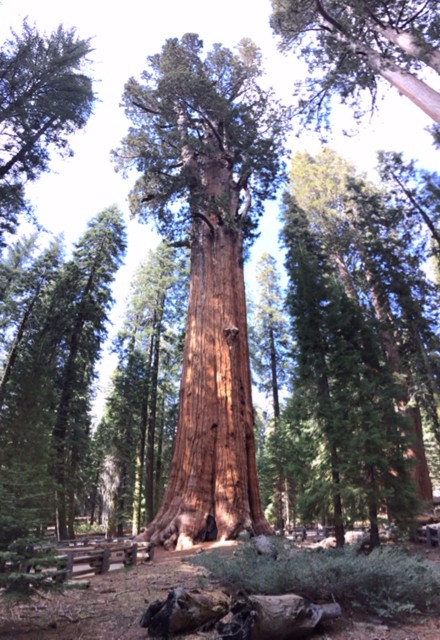 sequoia tree