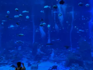 IMG 2589